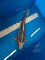Asagi ginrin koi +- 45cm, Dieren en Toebehoren, Vissen | Vijvervissen, Karper of Koi
