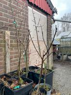 Verschillende rassen appelbomen, Ophalen, Lente, Overige soorten, In pot