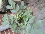 Planten (noteboompjes), Tuin en Terras, Planten | Tuinplanten, Volle zon, Tweejarig, Zomer, Ophalen