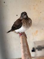 Japanse meeuwtjes, Meerdere dieren, Tropenvogel