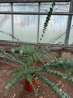 Eucalyptus plant, Ophalen