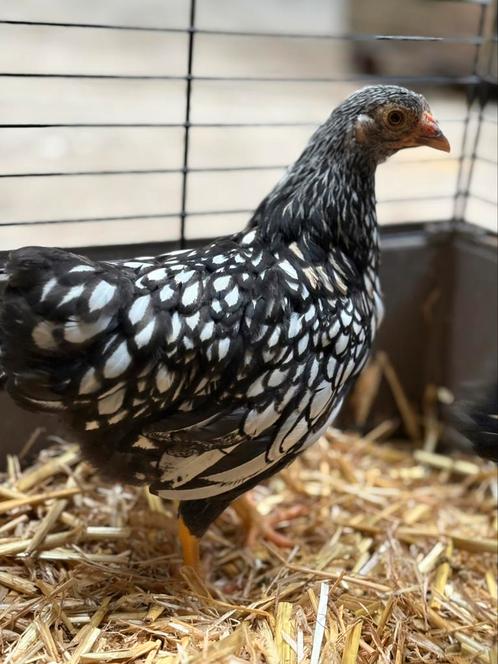 2 mooie Wyandotte Zilver Zwart gezoomd hennen, Dieren en Toebehoren, Pluimvee, Kip, Vrouwelijk