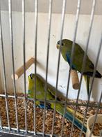 Enkels koppel Elegant parkieten, Dieren en Toebehoren, Vogels | Parkieten en Papegaaien, Meerdere dieren, Parkiet