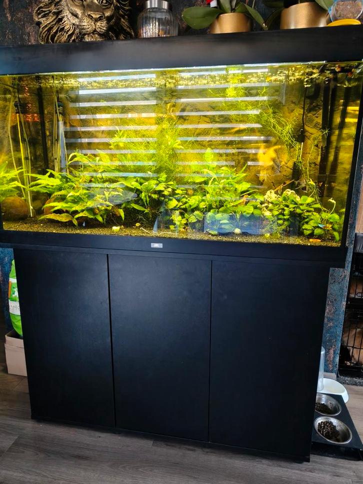 Aquarium 120x50x60, Dieren en Toebehoren, Vissen | Aquaria en Toebehoren, Gebruikt, Gevuld zoetwateraquarium, Ophalen