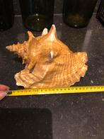 Prachtige grote echte schelp, Verzenden, Zo goed als nieuw