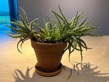 Aloe Vera in pot, doet het erg goed beschikbaar voor biedingen