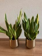 2 sanseveria in pot, Ophalen, Overige soorten, Halfschaduw, In pot