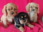 Cavalier King Charles pups, Dieren en Toebehoren, Honden | Retrievers, Spaniëls en Waterhonden, Overige rassen, CDV (hondenziekte)