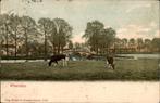 Woerden st 1905 met koeien