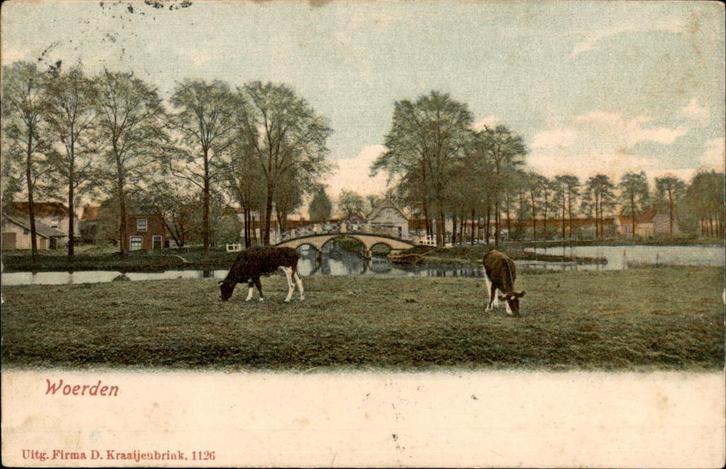 Woerden st 1905 met koeien, Verzamelen, Ansichtkaarten | Nederland, Gelopen, Utrecht, Voor 1920, Ophalen of Verzenden