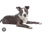 (GEZOCHT) amerikaanse stafford pup, Dieren en Toebehoren, Honden | Bulldogs, Pinschers en Molossers, Overige rassen, 8 tot 15 weken