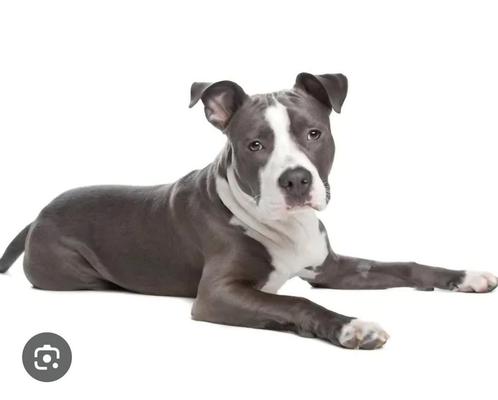 (GEZOCHT) amerikaanse stafford pup, Dieren en Toebehoren, Honden | Bulldogs, Pinschers en Molossers, Geslacht onbekend, Overige rassen
