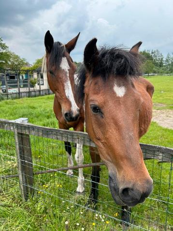 Twee lieve paarden zoeken fijn plekje beschikbaar voor biedingen
