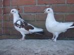 Sierduiven.., Dieren en Toebehoren