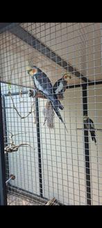 2 wildkleur valkparkieten, man., Dieren en Toebehoren, Mannelijk, Parkiet, Tam