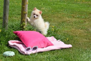       Dwergkees,pomeriaan,keeshond,spits pups beschikbaar voor biedingen