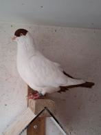 Sierduiven/Duiven/Helmduiven, Dieren en Toebehoren, Mannelijk, Overige soorten