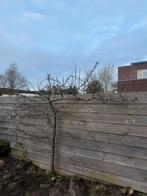 T.e.a.b. Pyrus leiboom, Tuin en Terras, Leiboom, Lente, 100 tot 250 cm, Ophalen