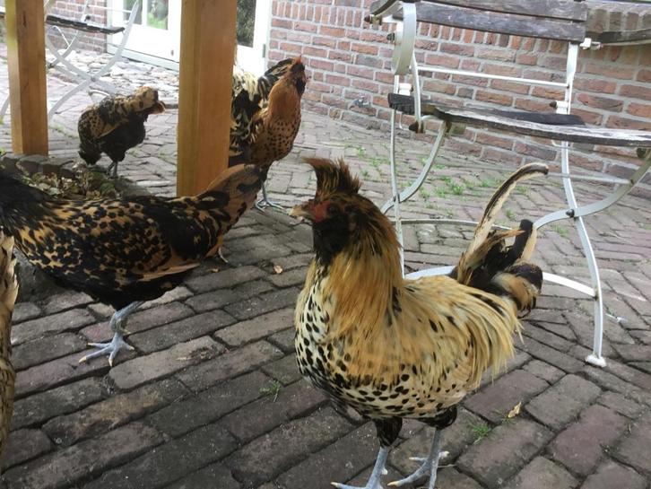 Haantjes Brabanter, Dieren en Toebehoren, Vogels | Overige Vogels, Mannelijk, Geringd