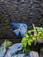 Volledige aquariuminhoud, Dieren en Toebehoren, Vissen | Aquariumvissen, Vis