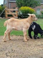 Te koop 2 mooie bokjes!, Dieren en Toebehoren, Schapen, Geiten en Varkens, Mannelijk, Geit, 0 tot 2 jaar