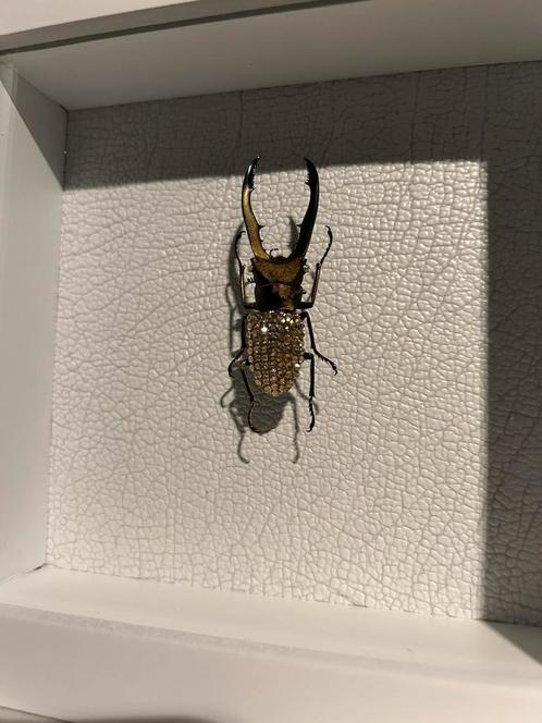 Loek’s Fine Art, Antiek en Kunst, Kunst | Overige Kunst, Ophalen of Verzenden