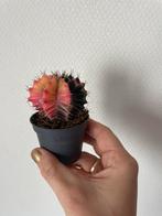 Roze Maancuctus- Gymnocalycium mihanovichii, Huis en Inrichting, Kamerplanten, Ophalen, Halfschaduw, Minder dan 100 cm