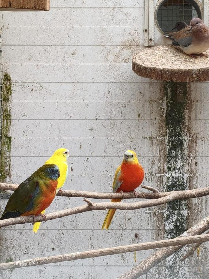 turquosines,engelse grasparkieten, Dieren en Toebehoren, Vogels | Parkieten en Papegaaien, Parkiet, Meerdere dieren