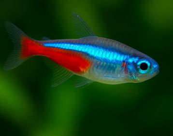 Ik neem Neon Tetra’s over – warm en veilig aquarium beschikbaar voor biedingen