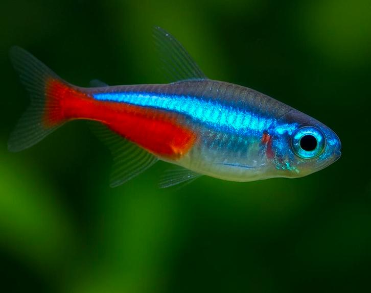 Ik neem Neon Tetra’s over – warm en veilig aquarium, Dieren en Toebehoren, Vissen | Aquariumvissen, Vis