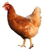 JONGE BRUINE LEGKIPPEN , SCHARRELHENNEN, Dieren en Toebehoren, Pluimvee, Vrouwelijk, Kip