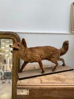 Opgezette vos taxidermie, Verzamelen, Ophalen of Verzenden, Zo goed als nieuw, Wild dier, Opgezet dier