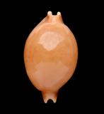 Schelpen: Cypraea globulus 19,9mm (Gem) Thailand, Ophalen of Verzenden, Schelp(en)