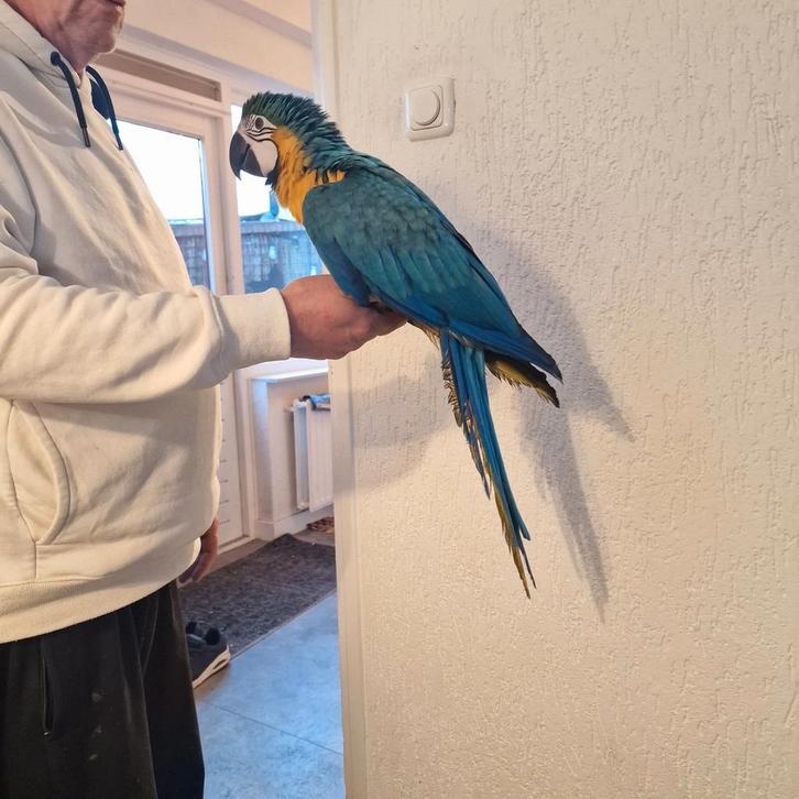 Tamme ara       €1150,00, Dieren en Toebehoren, Vogels | Parkieten en Papegaaien, Papegaai, Mannelijk, Tam, Geringd