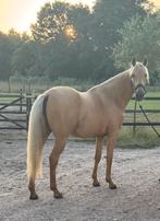 2-jarige palomino merrie met gouden karakter, Dieren en Toebehoren, Paarden, Merrie, Gechipt, 0 tot 2 jaar, Onbeleerd