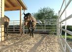 Texas panelen, Paneel, Longeercirkel, Vangkooi, Box, Weidegang, Sales@veldomheiningen.nl, Schaijk, 4 paarden of pony's of meer