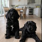 Australian labradoodle pups, 1 tot 2 jaar, Parvo, Meerdere dieren, Eén hond