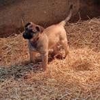 Mechelse herder pups, 8 tot 15 weken, Meerdere, Meerdere dieren, Herder