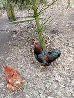 Barnevelder hanen en kalkoen haan., Dieren en Toebehoren, Meerdere dieren, Kalkoen