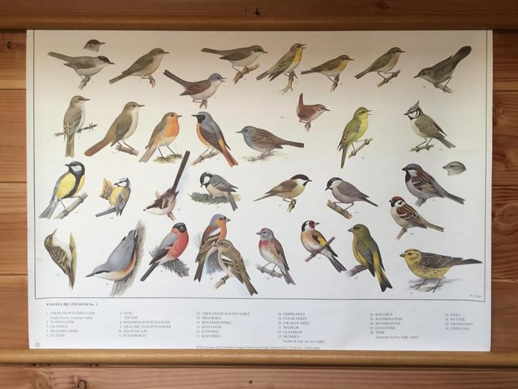 Fraaie schoolplaat poster  “ Vogels bij ons huis 2 “, Verzamelen, Posters, Ophalen of Verzenden