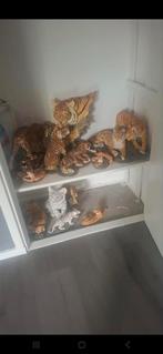 Tijger beelden kunststof matriaal, Minder dan 60 cm, Kooi, Minder dan 75 cm, Ophalen of Verzenden