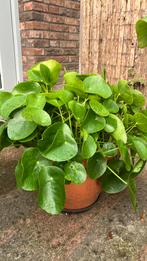 Pannekoeken plant groot, Huis en Inrichting, Kamerplanten, Ophalen, Overige soorten, Halfschaduw, Minder dan 100 cm