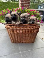 4 prachtige blonde Cairn Terrier pups Levershunt getest, Dieren en Toebehoren, Honden | Jack Russells en Terriërs, Overige rassen