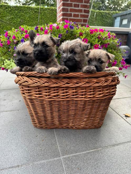 4 prachtige blonde Cairn Terrier pups Levershunt getest, Dieren en Toebehoren, Honden | Jack Russells en Terriërs, Meerdere dieren