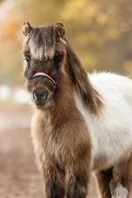 Zeer mooi bruin wildkleur shetlander NSPS hengstveulen, Dieren en Toebehoren, 0 tot 2 jaar, Hengst, A pony (tot 1.17m), Tuigpony
