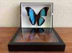 geprepareerde vlinder: Morpho Deidamia in 3D lijst, Ophalen of Verzenden, Nieuw, Insect, Opgezet dier