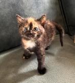 Lieve sociale kittens, Dieren en Toebehoren, Katten en Kittens | Overige Katten, Meerdere dieren, 0 tot 2 jaar