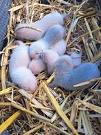 Fretten, frettenpups, fret, Dieren en Toebehoren, Meerdere dieren, Na 1 juli 2024