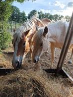 24/7 buiten stalling gezocht voor merrie en ruin, Dieren en Toebehoren, Stalling en Weidegang, Stalling