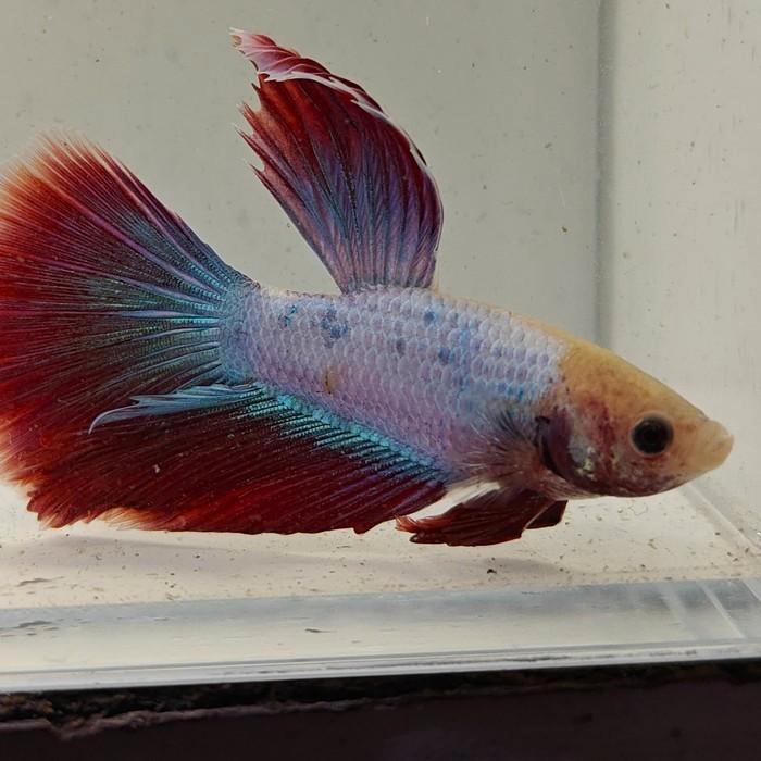Betta splendens man 44, Dieren en Toebehoren, Vissen | Aquariumvissen, Vis